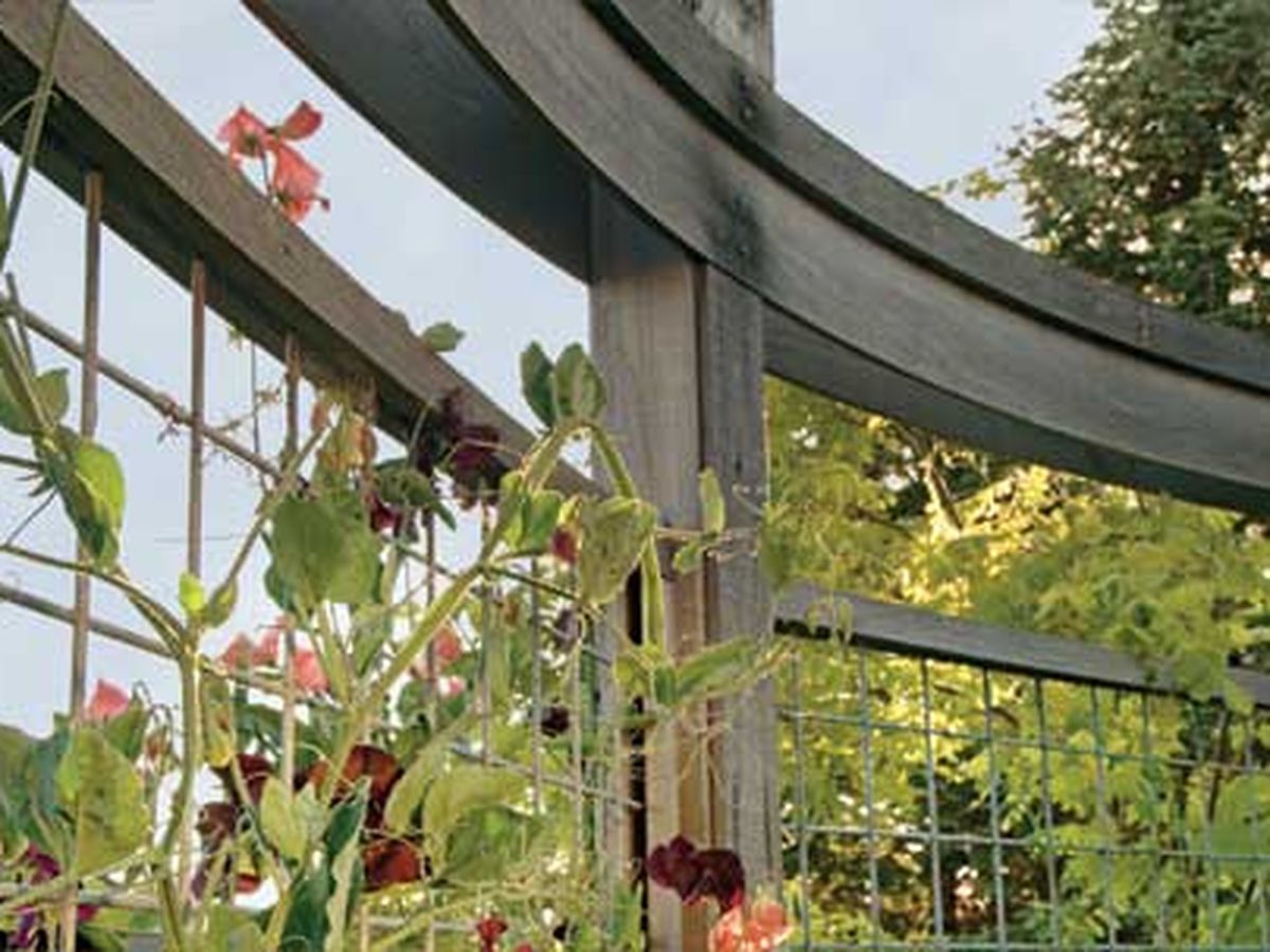 Vine wrapped around a wire trellis