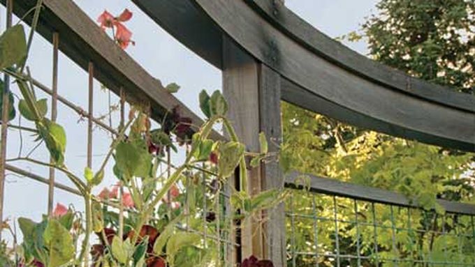 Vine wrapped around a wire trellis